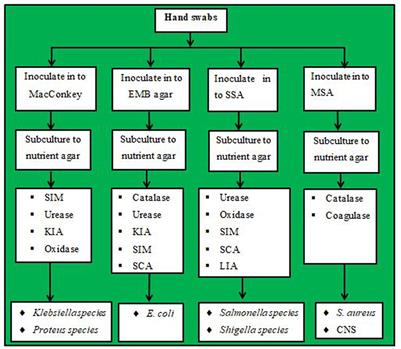 Prevalence and antimicrobial susceptibility profile of bacteria isolated from the hands of housemaids in Jimma City, Ethiopia